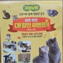 제이아이모터스 | 천안 쌍용동 고양이 카페 지상냥원 ｜ 귀여움 가득한 후기