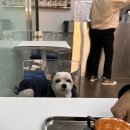 [문정역 법조단지 카페] 이월이십구일 : 애견동반 가능한 로스터리 카페 내돈내산 후기