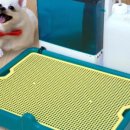 토토애견 이미지