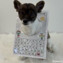 놀러오개 불로점 이미지