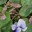 옥천1리 이미지