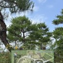 [구례] 반야원 플라타너스 방문후기 (구례대형카페 추천)