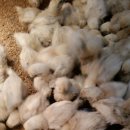 백봉닭농장 이미지