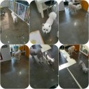 멍이랑몽이 미용 이미지