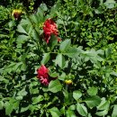 언제나방목닭민박 | 충북 제천 백운면 덕동계곡 한방 닭백숙 맛집 투어 언제나 방목 닭 민박 식당