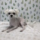 내일더예쁘개 이미지