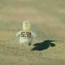 슈러스