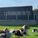 돌담펫호텔 이미지