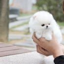 배다리 애견 미용 네이버블로그