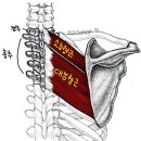 피렉스헬스 이미지
