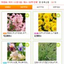 더케이야생화 이미지