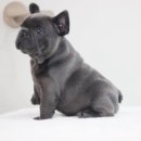 넥서스켄넬 이미지