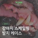나눔동물병원 | 봉천동 동물병원 강아지 스케일링 발치 후기