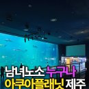 제주 아쿠아플래닛에서 수족관 관람부터 귀여운 굿즈 쇼핑까지 하루를 알차게 보낸 솔직 방문기