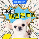 강아지 꼬순내 이미지