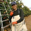 오렌지 농장 이미지