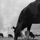 낙원목장 이미지