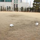 위즈아일랜드구리