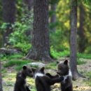 엄마와 아기곰 이미지