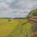 7246 | [제주도 여행지 추천] 에코랜드 테마파크 자연과 하나되는 에코랜드