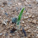 송이농장 이미지