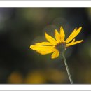 모데카 이미지