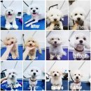 운암애견 이미지