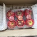 마이핏 | 쿠팡로켓프레시 신품종사과 마이핏 이지플사과 후기