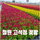 삼향동주민센터 입구 인도 | 철원 고석정 꽃밭 축제 가는길 입장료 주차장 총정리