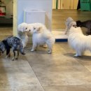 펌킨 펫하우스 청담 이미지