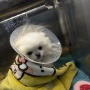 양주24시해든동물의료센터 이미지