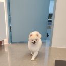 댕댕역 이미지