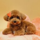 왈왈미용실 이미지