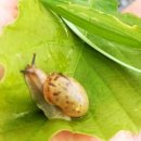 영천한의마을 유의기 이미지