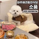 [바른생고기정육점 소풍정육식당] 일산 파주애견동반식당 소고기 맛집🐂파주페이 가능