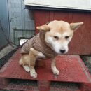 (주)펫그라운드 이미지