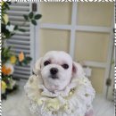 더나은펫샵 이미지