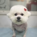 멍멍하개 이미지