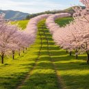 기관목장 | 서산 한우목장 벚꽃 개화시기와 웰빙산책로 힐링 나들이