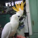 시트론(Citron) 이미지