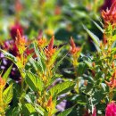 섬 맨드라미 축제 이미지