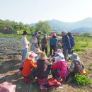 성당 고구마 심기& 간식 시간 이미지