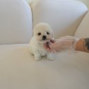 자인동물병원 | 광명강아지분양 고민하다 방문한 인천강아지분양 홍스퍼피 솔직 후기와 느낀점