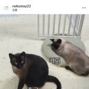 네코켓 | [강릉] 힐링 료칸 숙소✨🏠 네코스테이 집사체험(냥이추천)후기