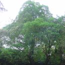 완도 정자리 황칠나무 이미지