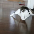 마이프레셔스