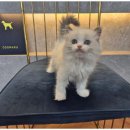 행복한강아지와고양이 이미지