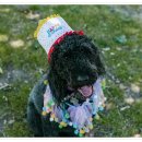 컴투펫 위탁보호센터 인천점 이미지