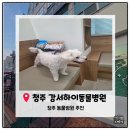 지에스25 청주칸타빌점 | [청주동물병원추천] 강서하이동물병원 11살 말티즈 별이 심장종합검진 &amp; 스케일링 후기｜노견 건강검진...
