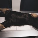 최동물병원 이미지